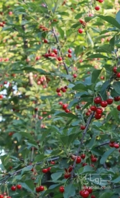 فروش گیلاس