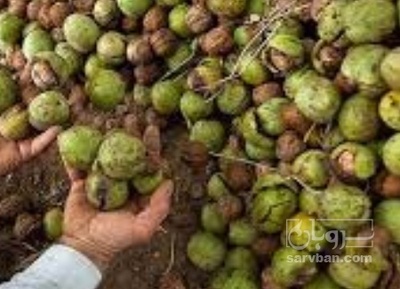 فروش گردو