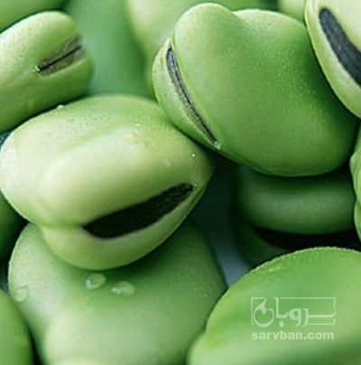 فروش باقلا تازه - باقالی - باقالا