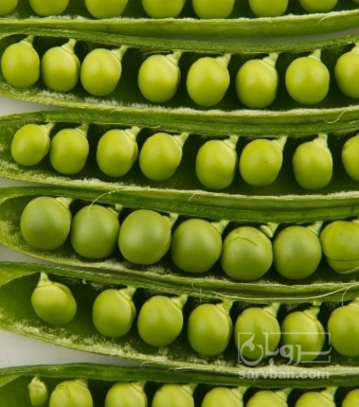 فروش نخود فرنگی