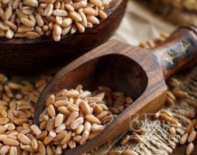 فروش گندم