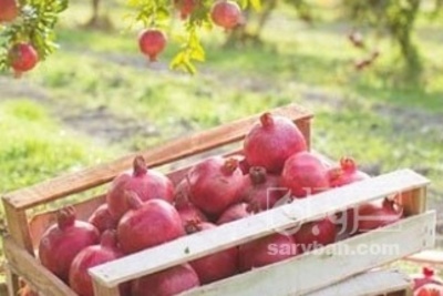 فروش انار