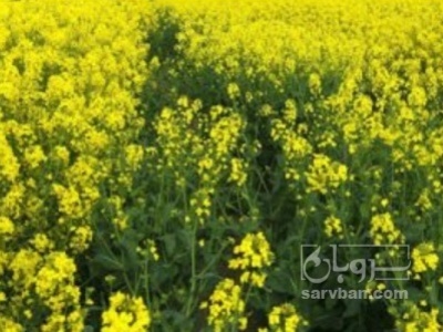فروش کلزا