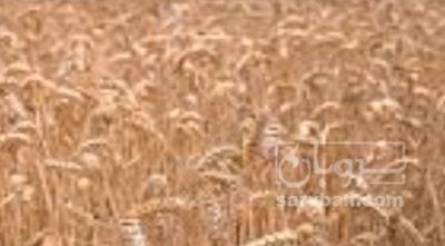 فروش گندم
