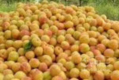 فروش زردآلو