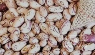 فروش لوبیا چیتی