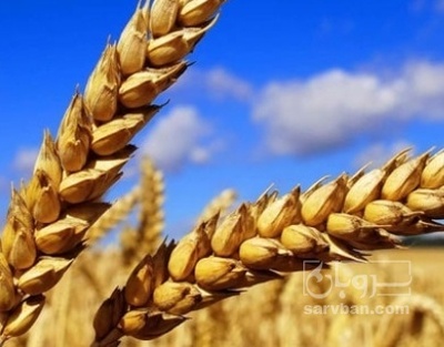 فروش گندم