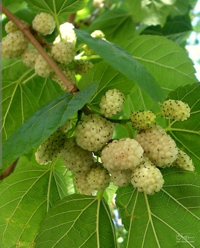 فروش توت درختی