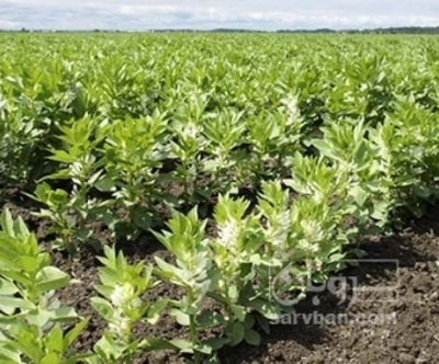 فروش باقلا تازه - باقالی - باقالا