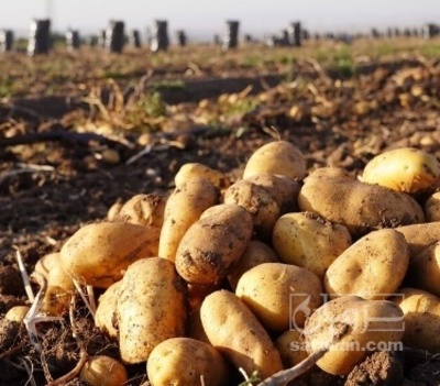 فروش سیب زمینی بذری سانتا