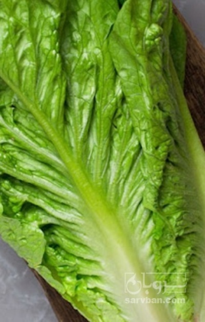 فروش کاهو ایرانی - رومانو