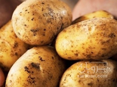 فروش سیب زمینی بامبا