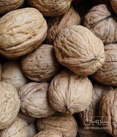 فروش گردو