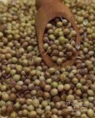 فروش تخم گشنیز (گیاه‌ دارویی)