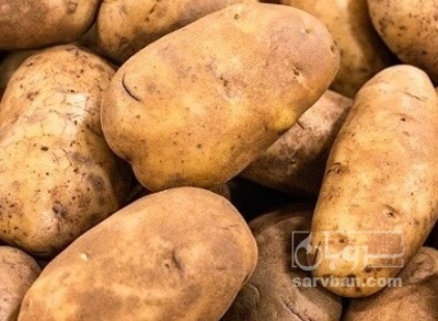 فروش سیب زمینی بذری