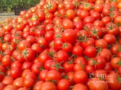 فروش گوجه فرنگی