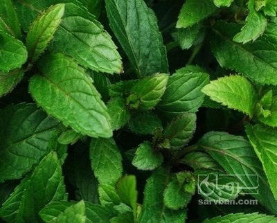 فروش نعناع فلفلی تازه