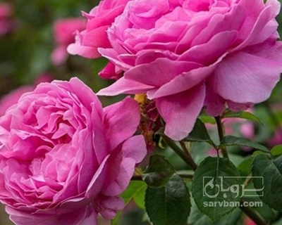 فروش گل محمدی (گیاه‌ دارویی)