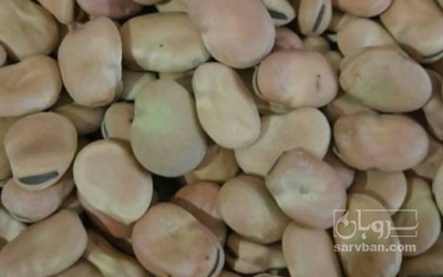 فروش باقلا تازه - باقالی - باقالا