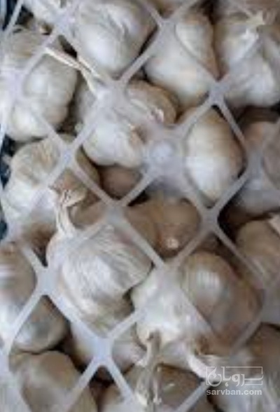 فروش سیر صادراتی