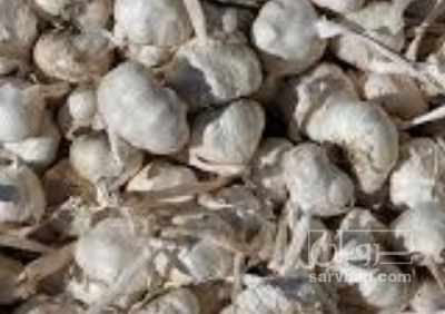 فروش سیر ضایعاتی