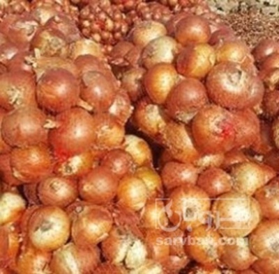 فروش پیاز زرد