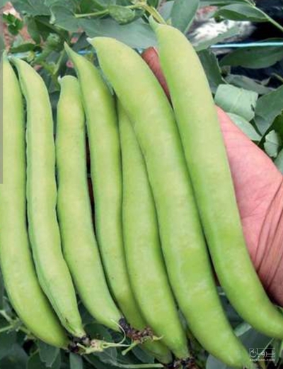 فروش باقلا تازه - باقالی - باقالا