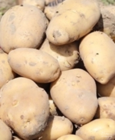 فروش سیب زمینی