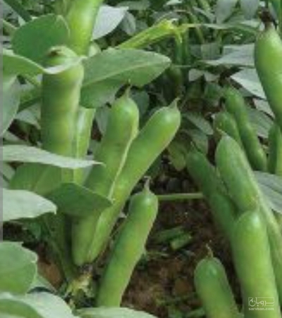 فروش باقلا تازه - باقالی - باقالا