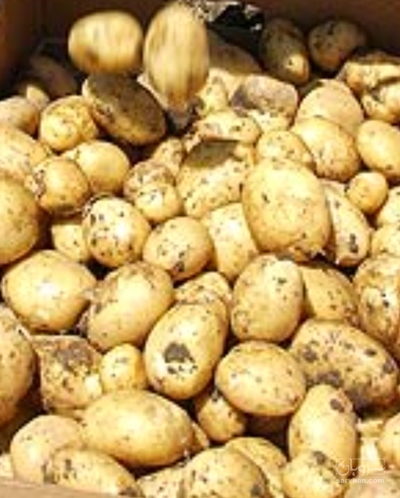 فروش سیب زمینی