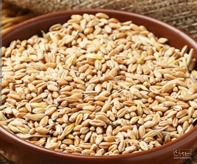 فروش گندم