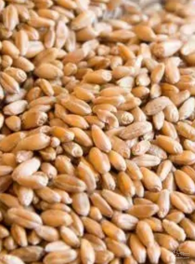 فروش گندم