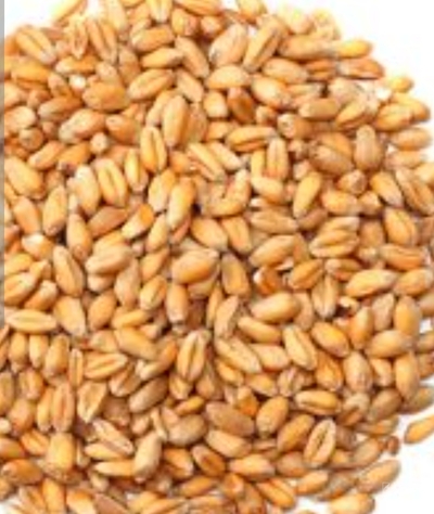 فروش گندم