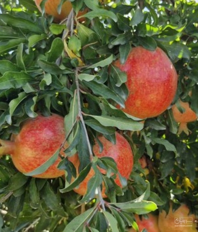 فروش انار