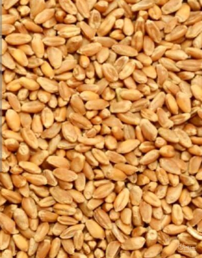 فروش گندم