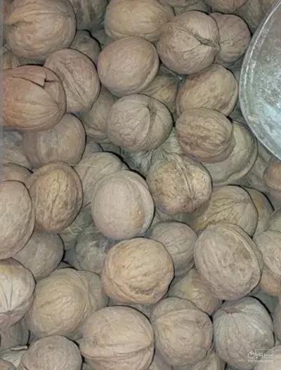 فروش گردو
