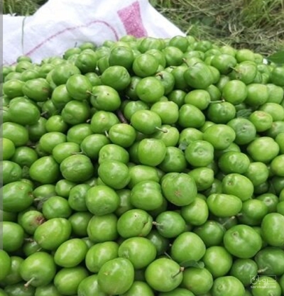 فروش گوجه سبز