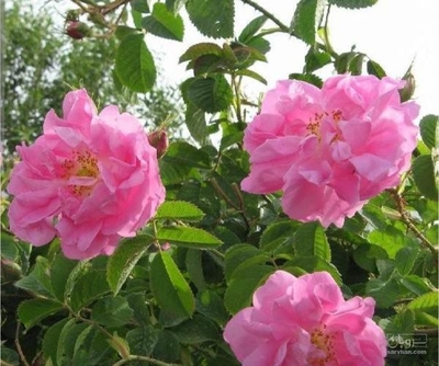 فروش گل محمدی (گیاه‌ دارویی)