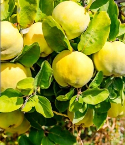 فروش به