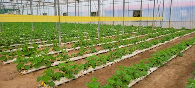 فروش سیستم بسترهای کشت گلخانه