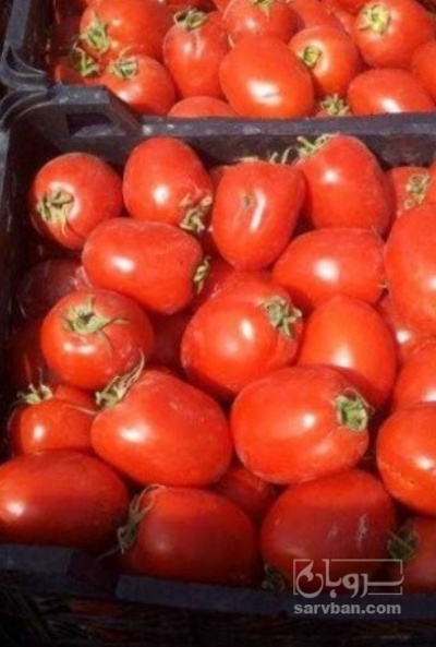 فروش گوجه فرنگی