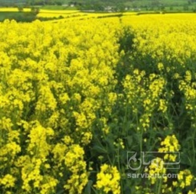 فروش کلزا