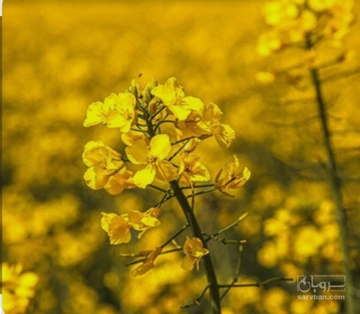 فروش کلزا