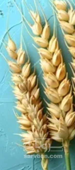 فروش گندم