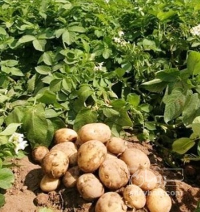 فروش سیب زمینی