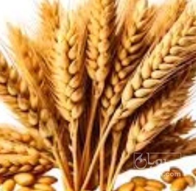 فروش گندم