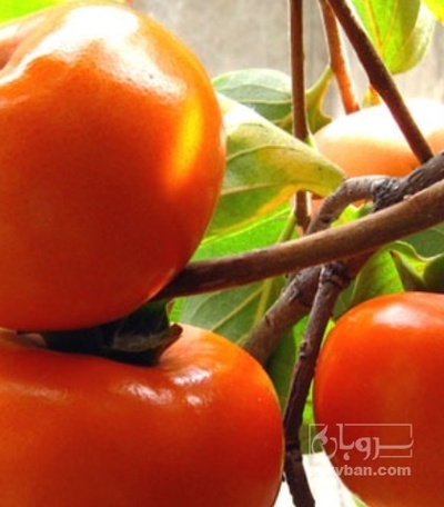 فروش خرمالو