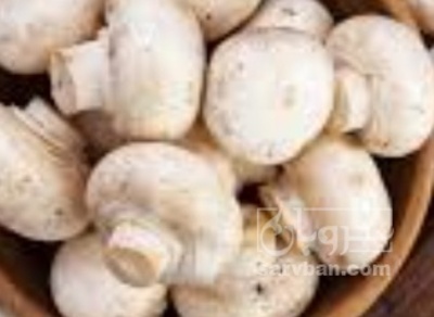 فروش قارچ دکمه ای