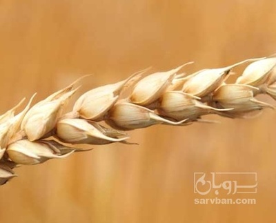 فروش گندم