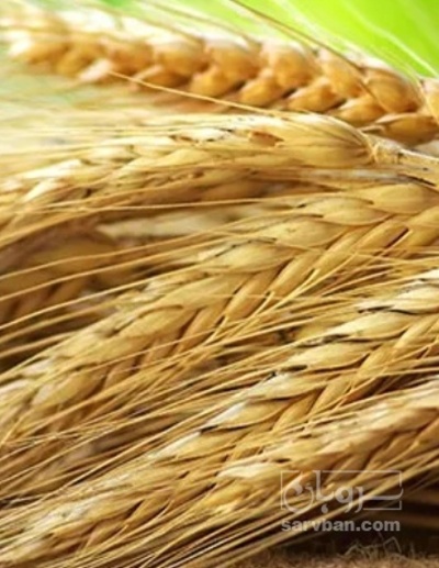 فروش گندم